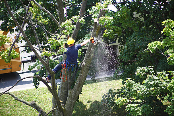 Best Tree Cabling and Bracing  in Blytheville, AR