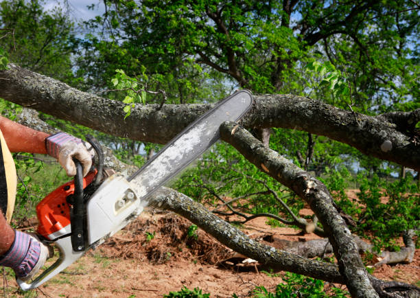 Best Tree Disease Treatment  in Blytheville, AR